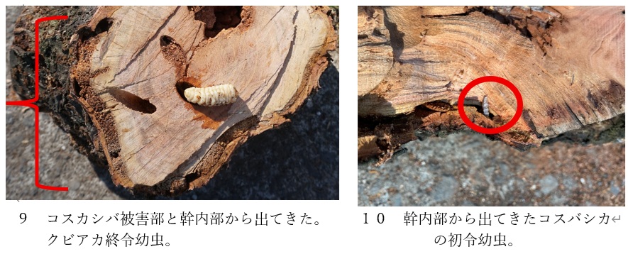 3.果樹を枯らす負の連鎖の流れ 3